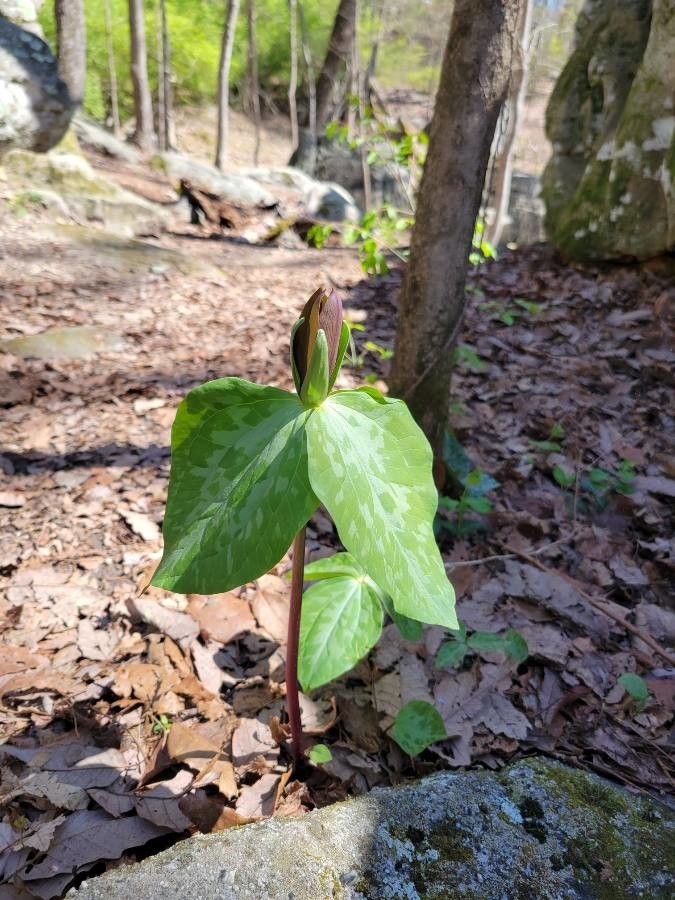 Trillium maculatum leaf