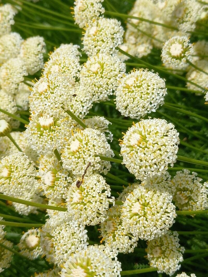 Santolina pinnata flower