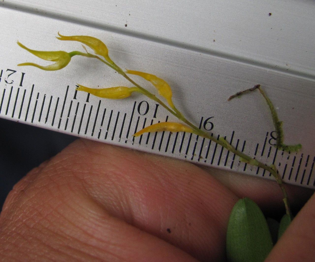 Specklinia costaricensis — search result for 'Specklinia'