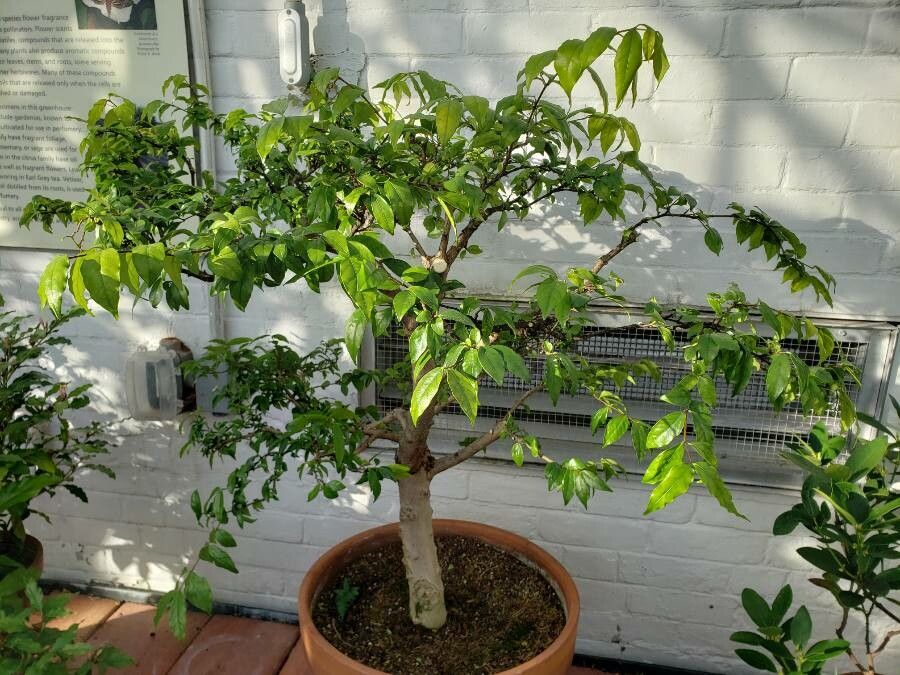 Wrightia religiosa habit