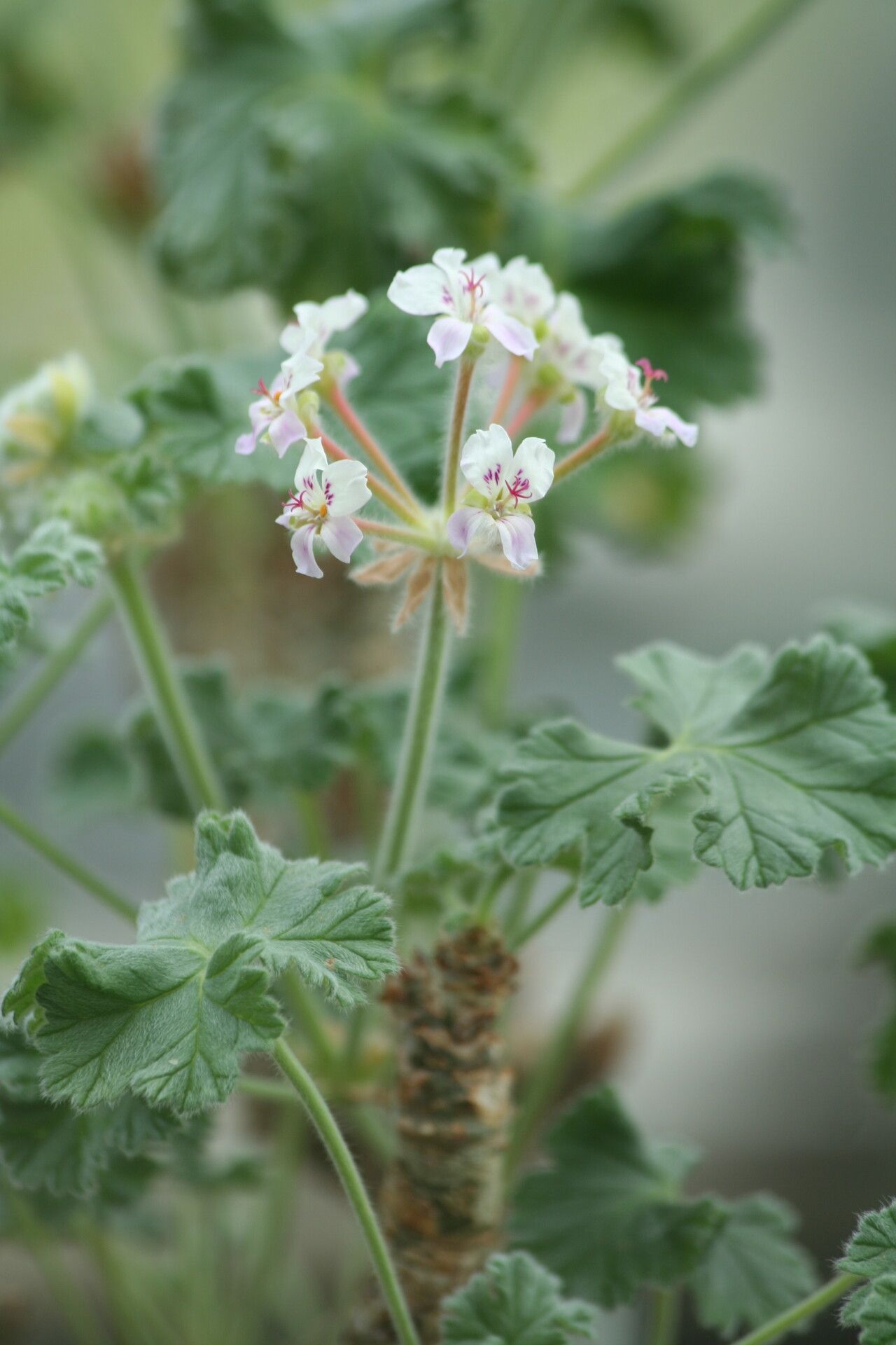 Pelargonium cortusaefolium flower