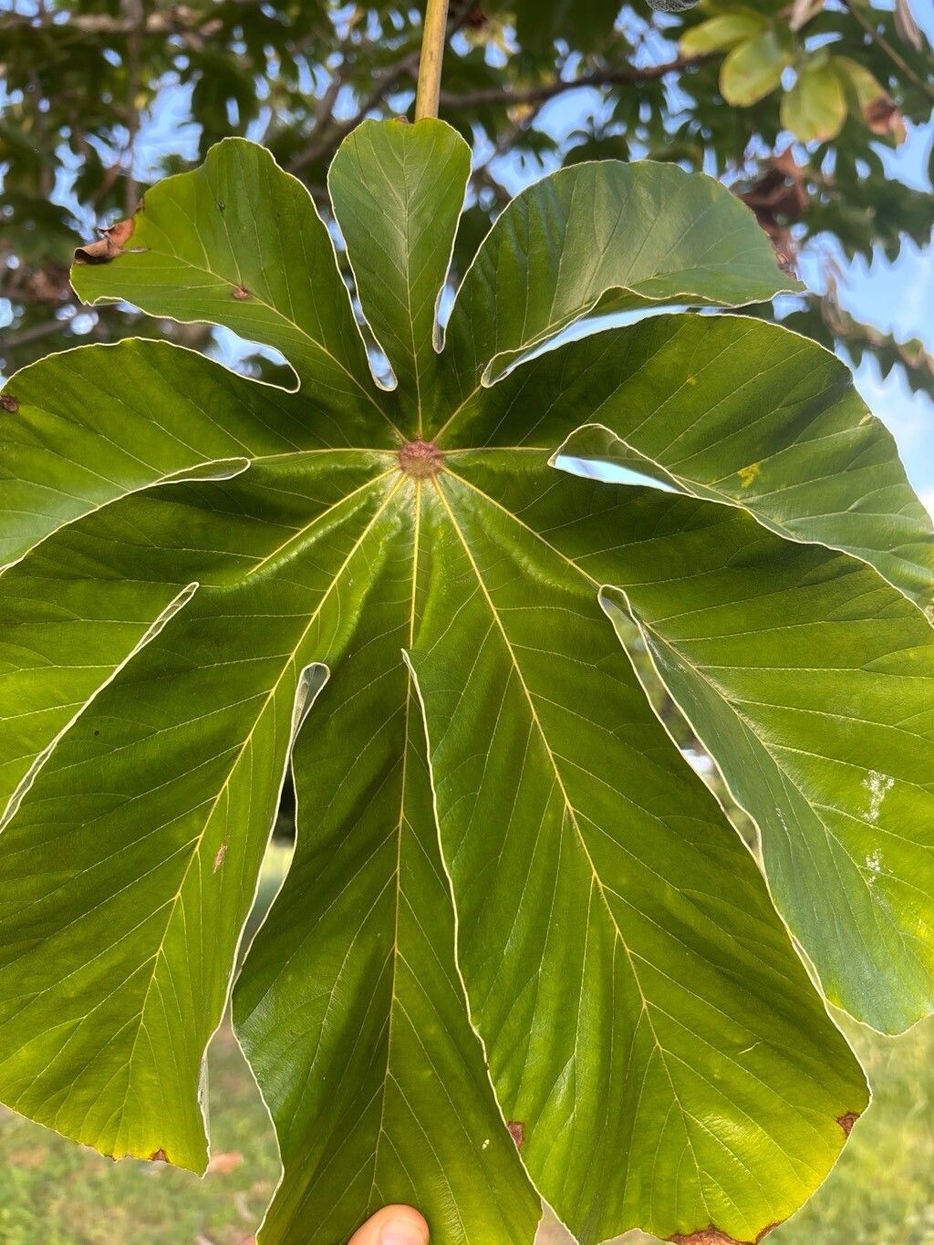 Cecropia concolor leaf