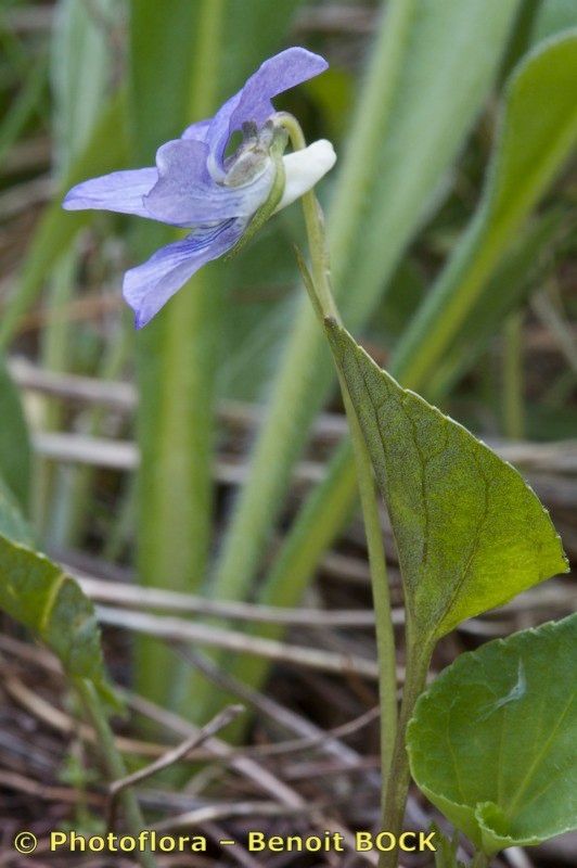 Viola laricicola bark