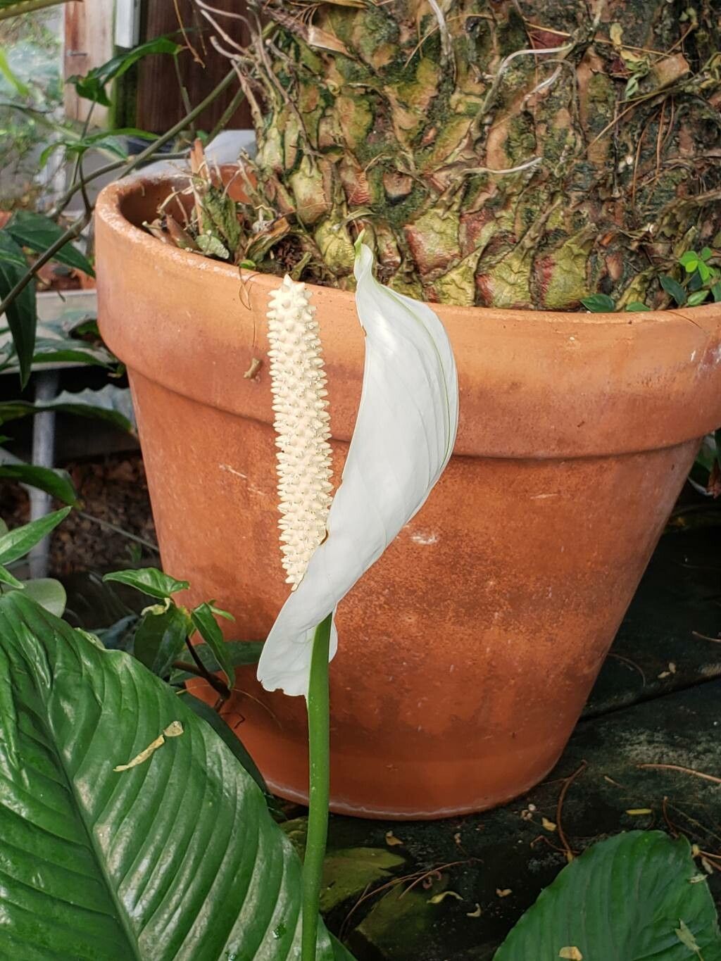 Spathiphyllum phryniifolium flower