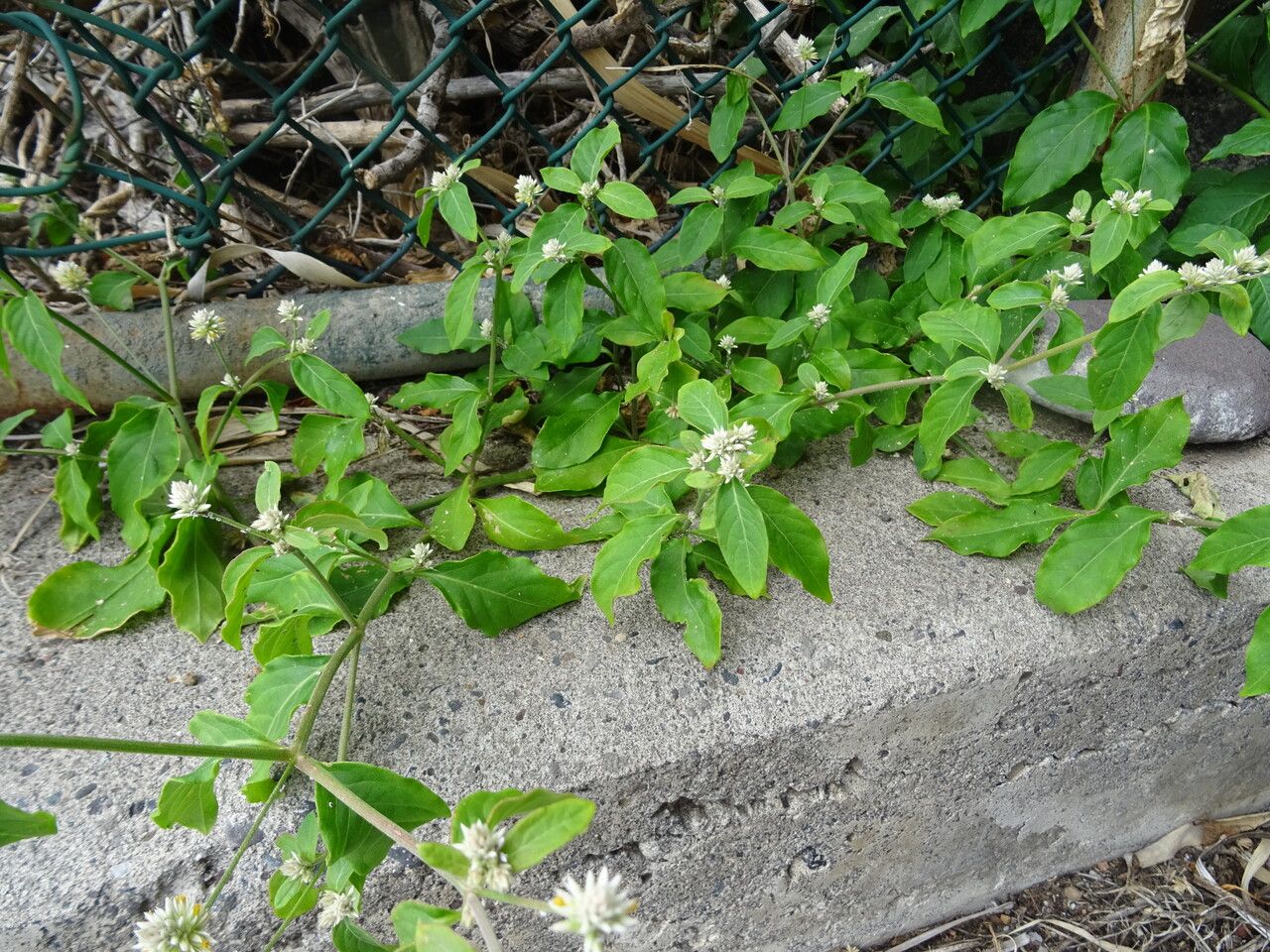 Alternanthera flavescens habit