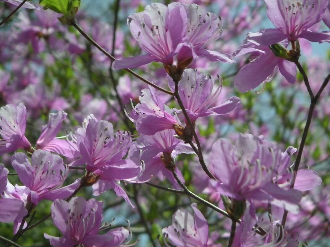 Rhododendron nudipes — houseplant care guide