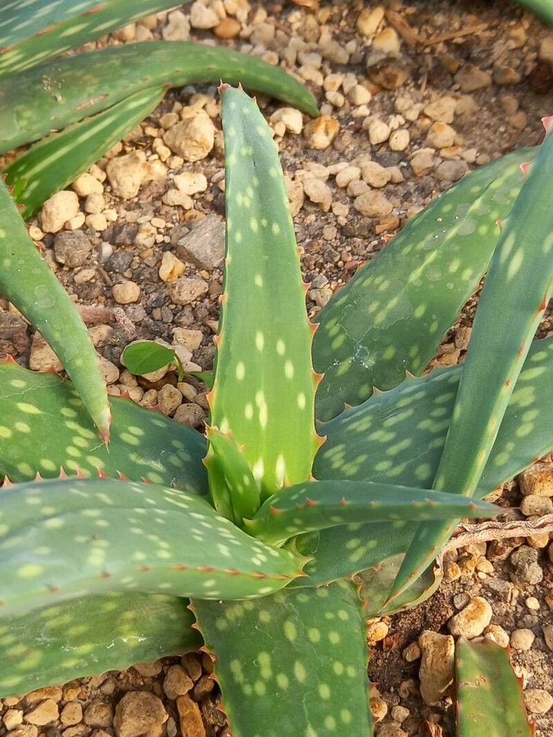 Aloe sinkatana — search result for 'Sudan'