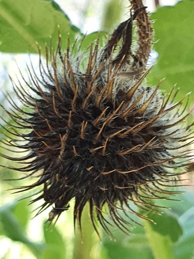 Dipsacus pinnatifidus fruit
