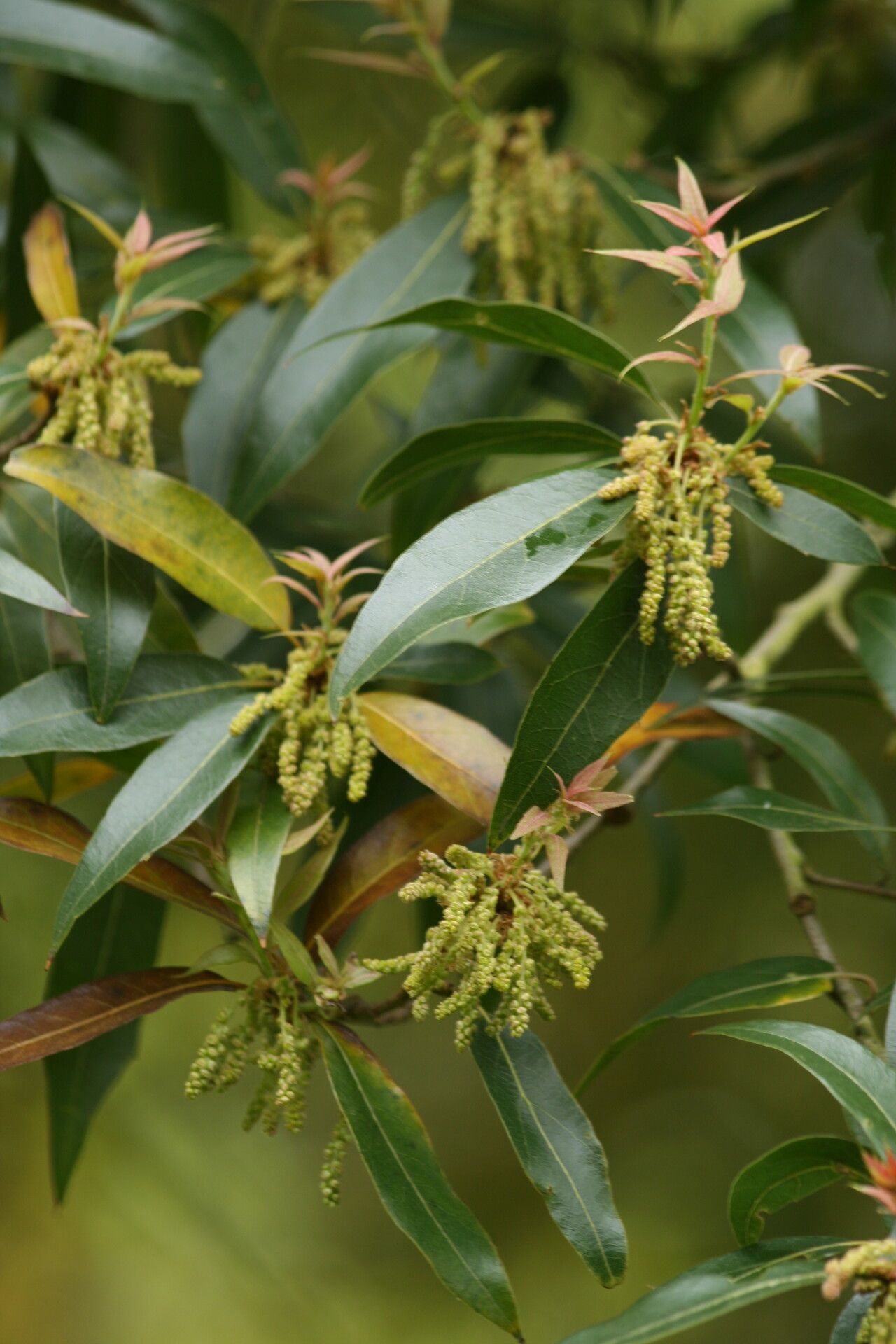 Quercus affinis flower
