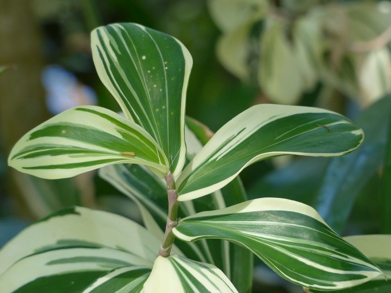 Costus speciosus leaf