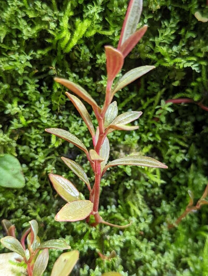 Peperomia flexicaulis bark