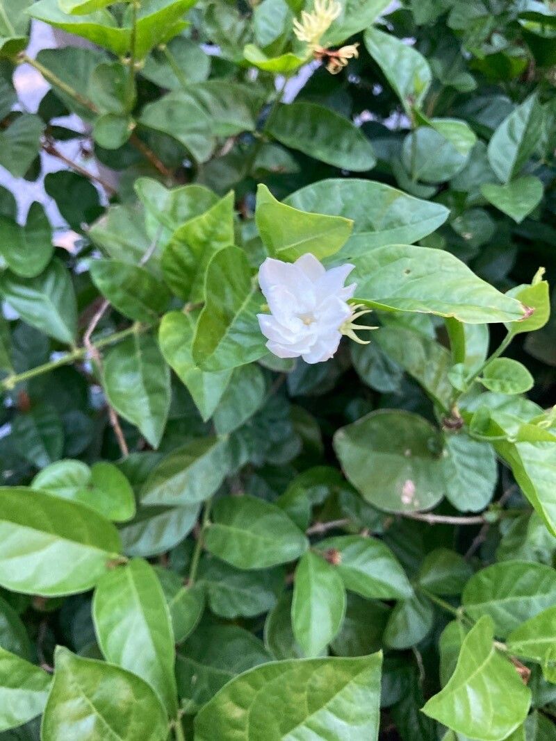 Jasminum multiflorum flower