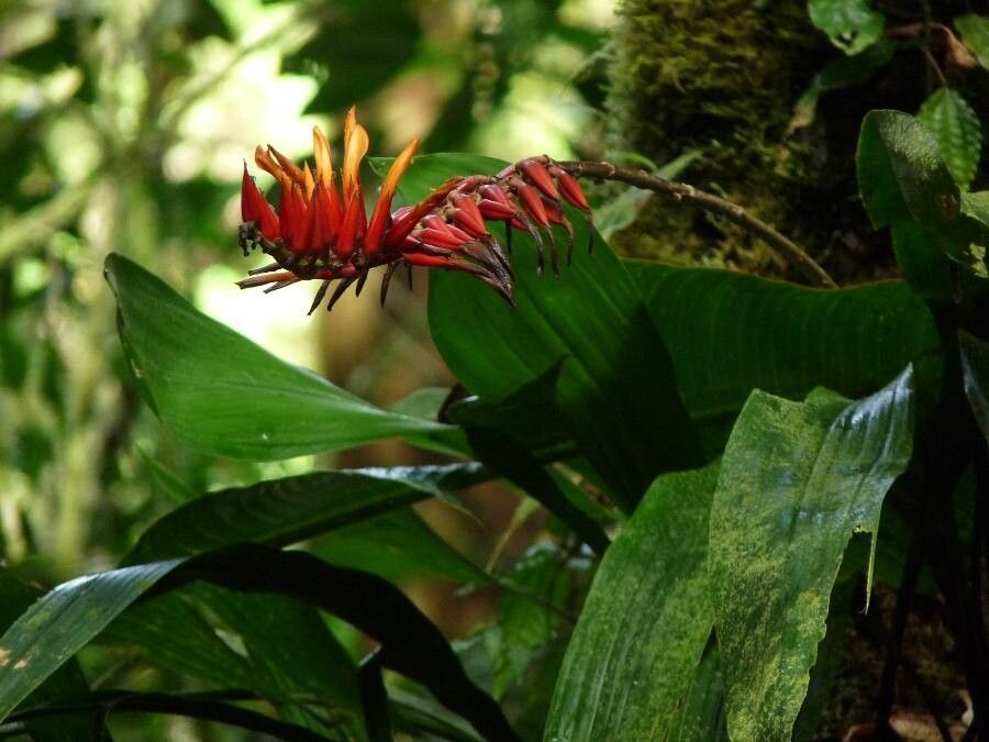 Pitcairnia brittoniana flower