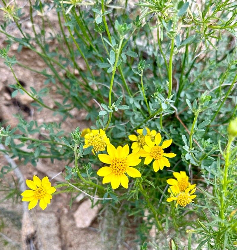Thymophylla acerosa flower