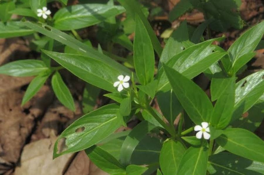 Catharanthus pusillus flower