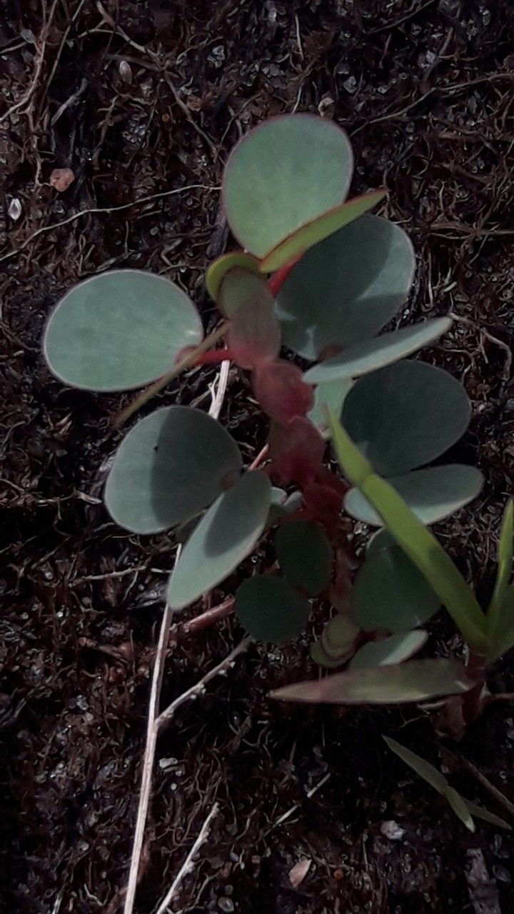 Chamaecrista diphylla — houseplant care guide