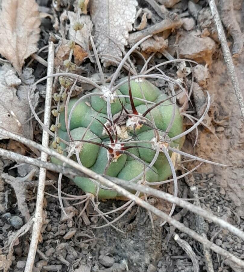 Gymnocalycium schickendantzii leaf