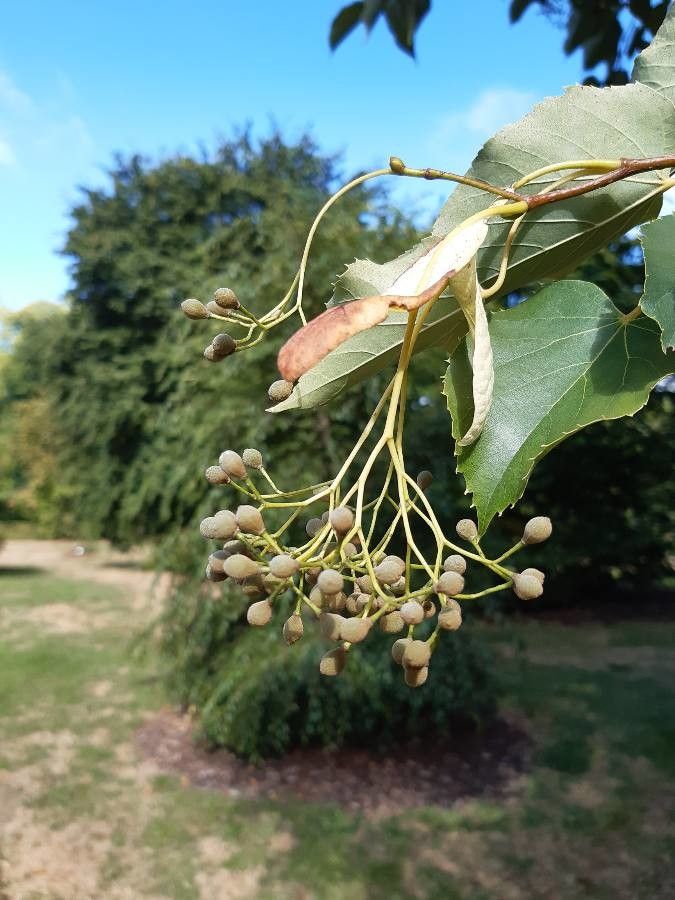 Tilia japonica fruit