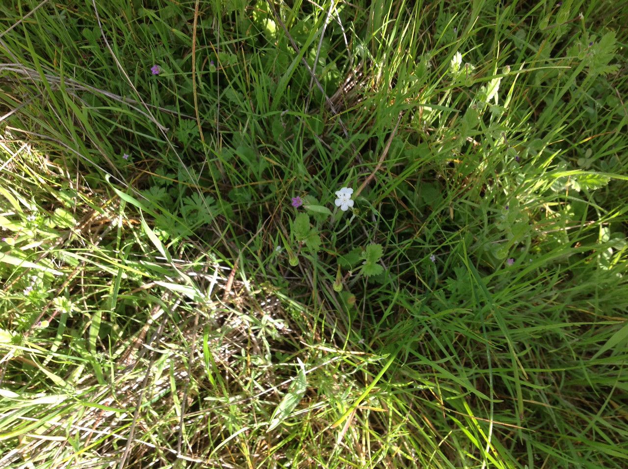 Plagiobothrys nothofulvus habit