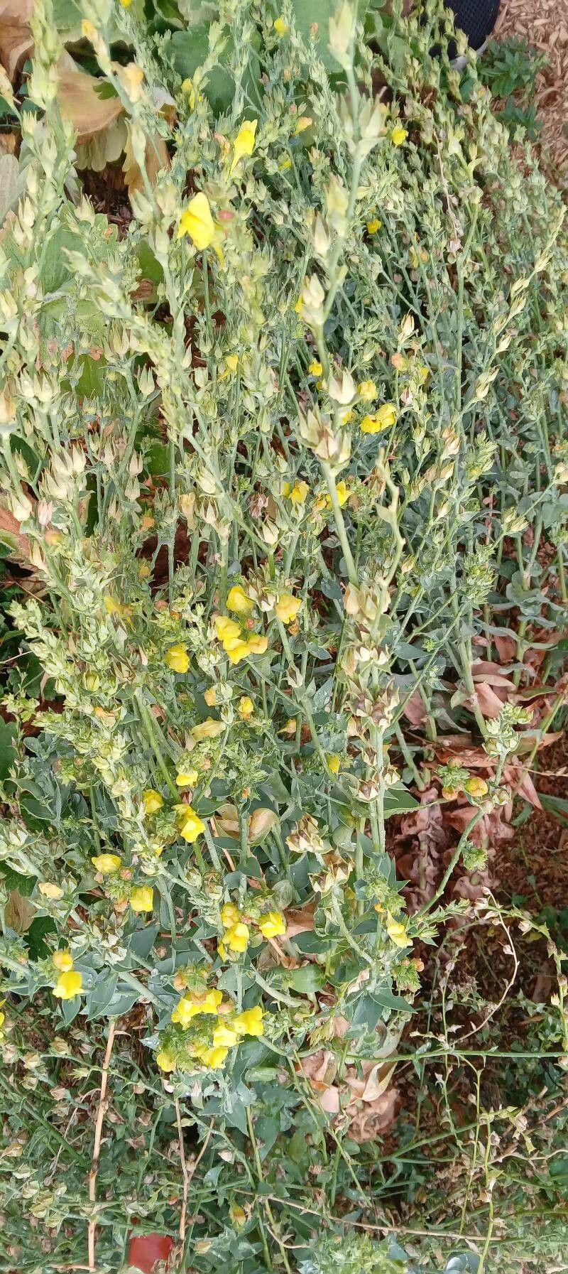 Linaria dalmatica habit