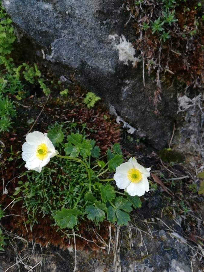 Ranunculus alpestris flower
