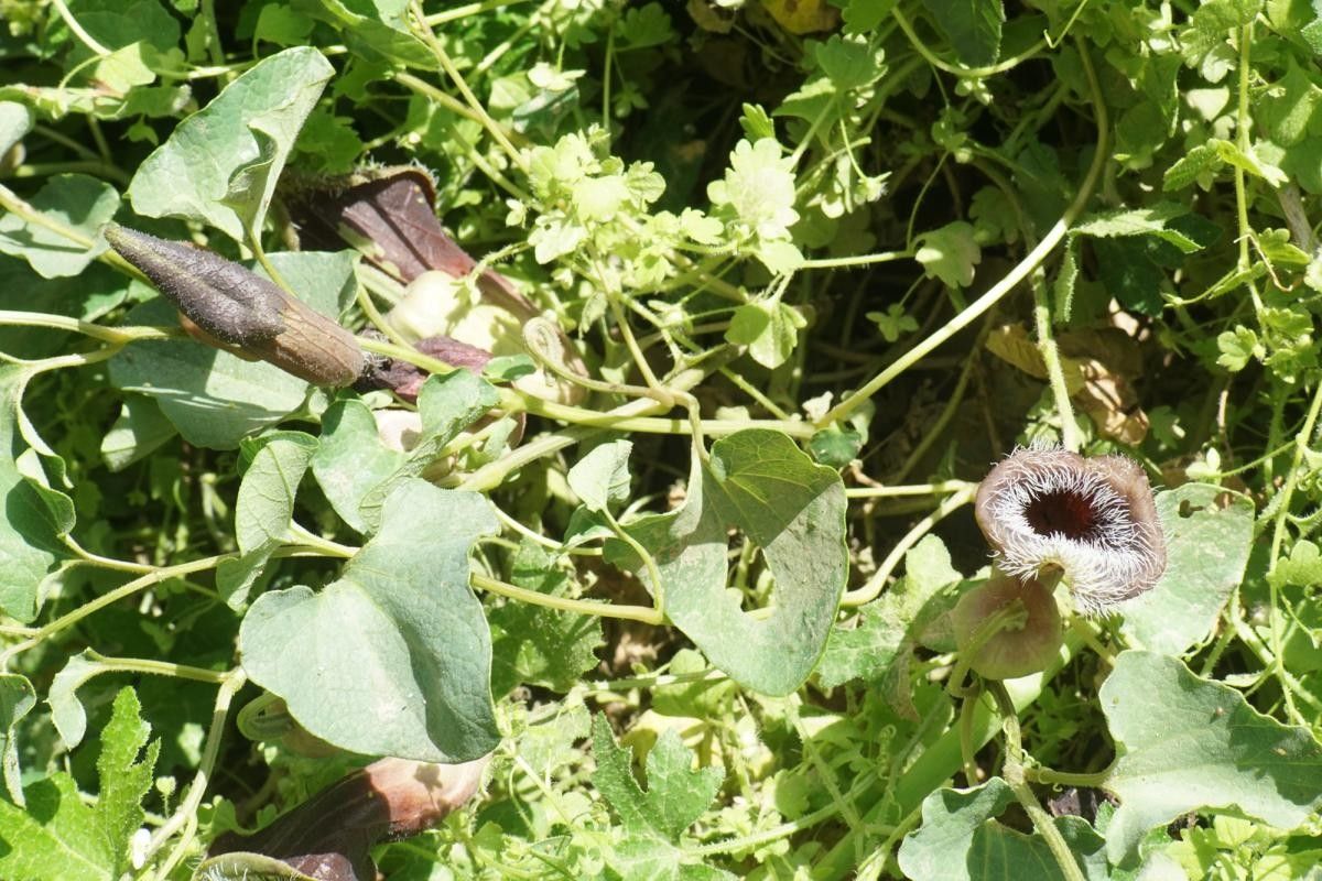 Aristolochia cretica habit