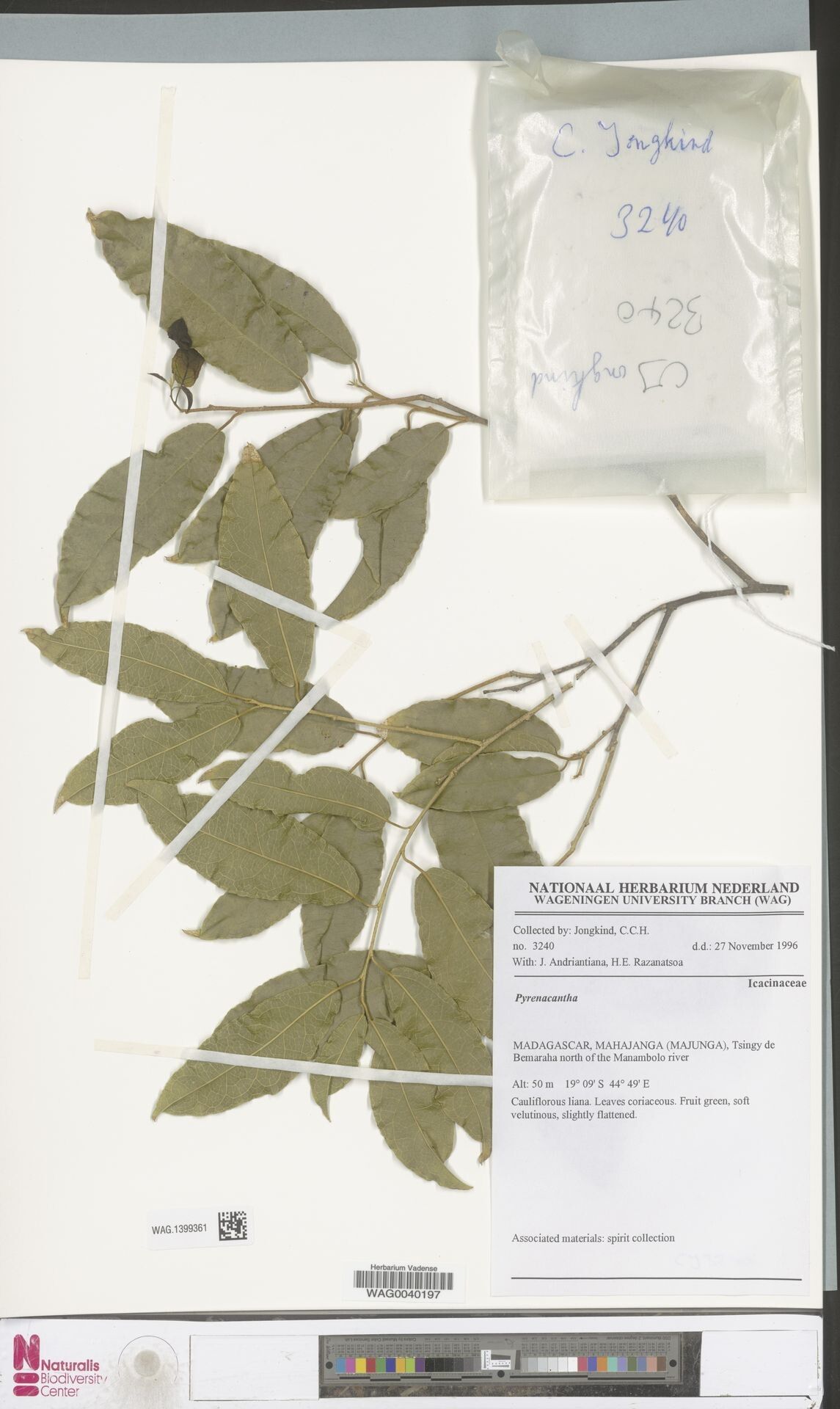 Pyrenacantha laetevirens — houseplant care guide