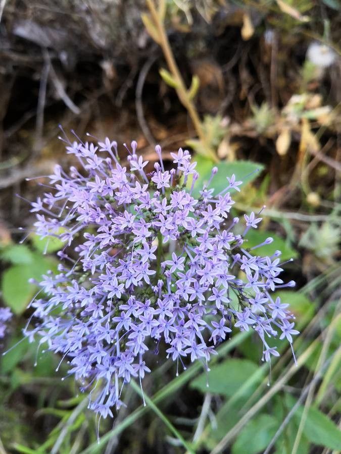 Trachelium caeruleum flower