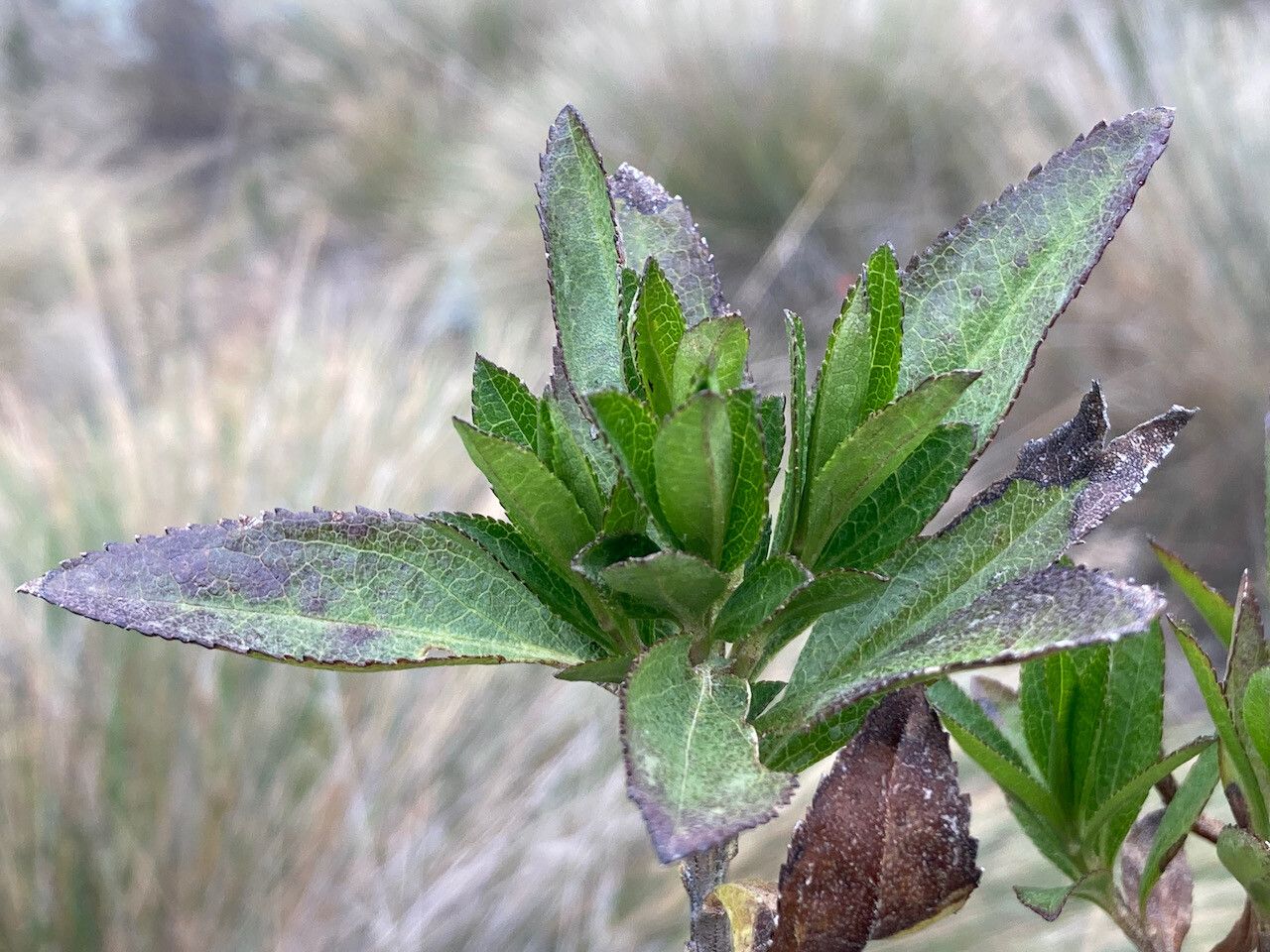 Baccharis prunifolia — search result for 'Baccharis'