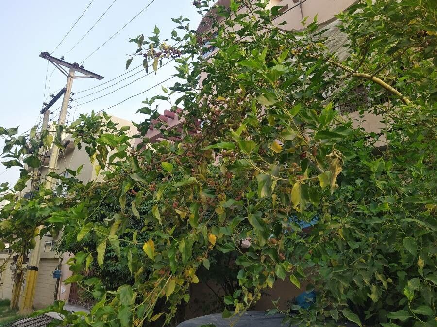 Halleria lucida fruit