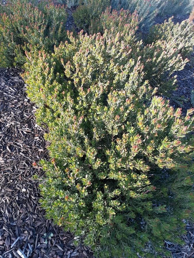 Leucadendron stelligerum habit