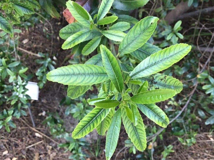 Noltea africana — houseplant care guide