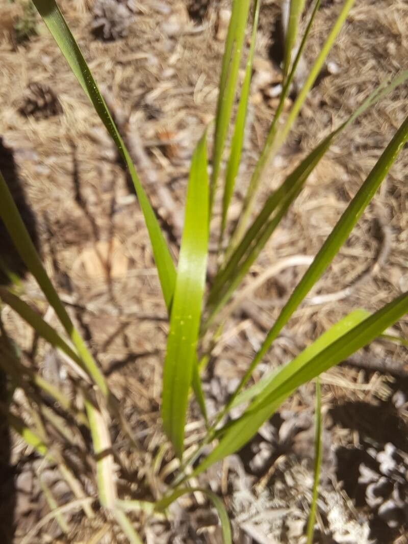 Vulpia ciliata — related species from the same genus