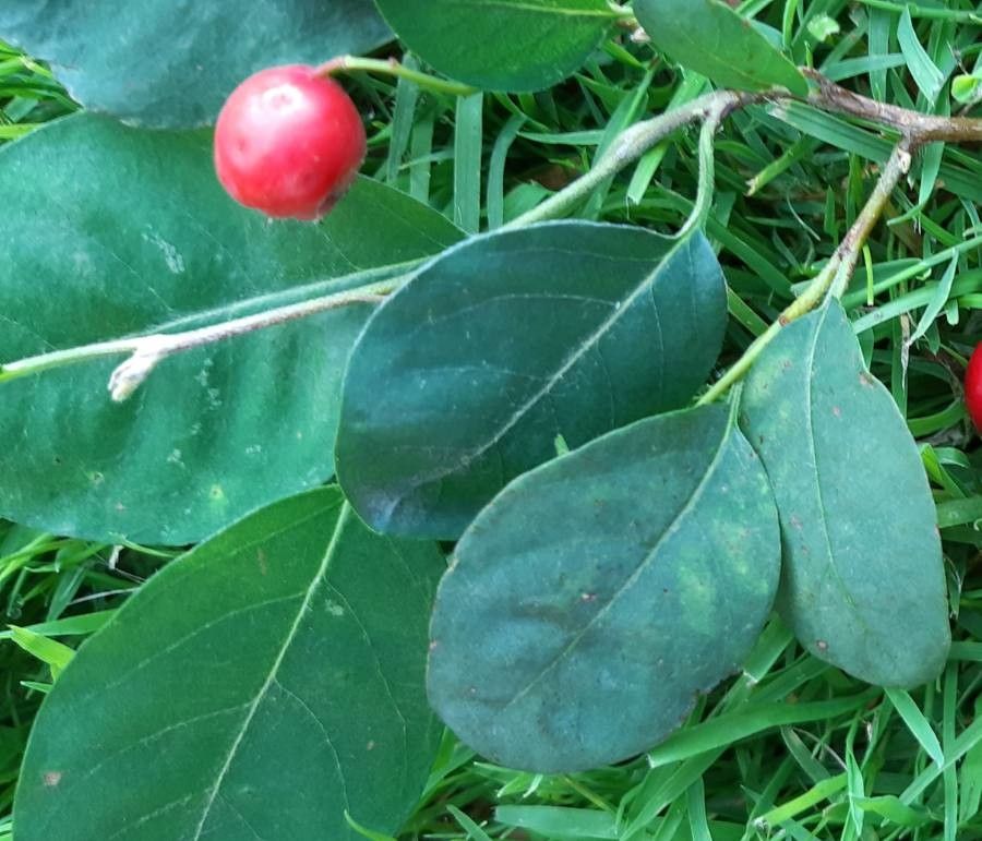Cotoneaster multiflorus leaf