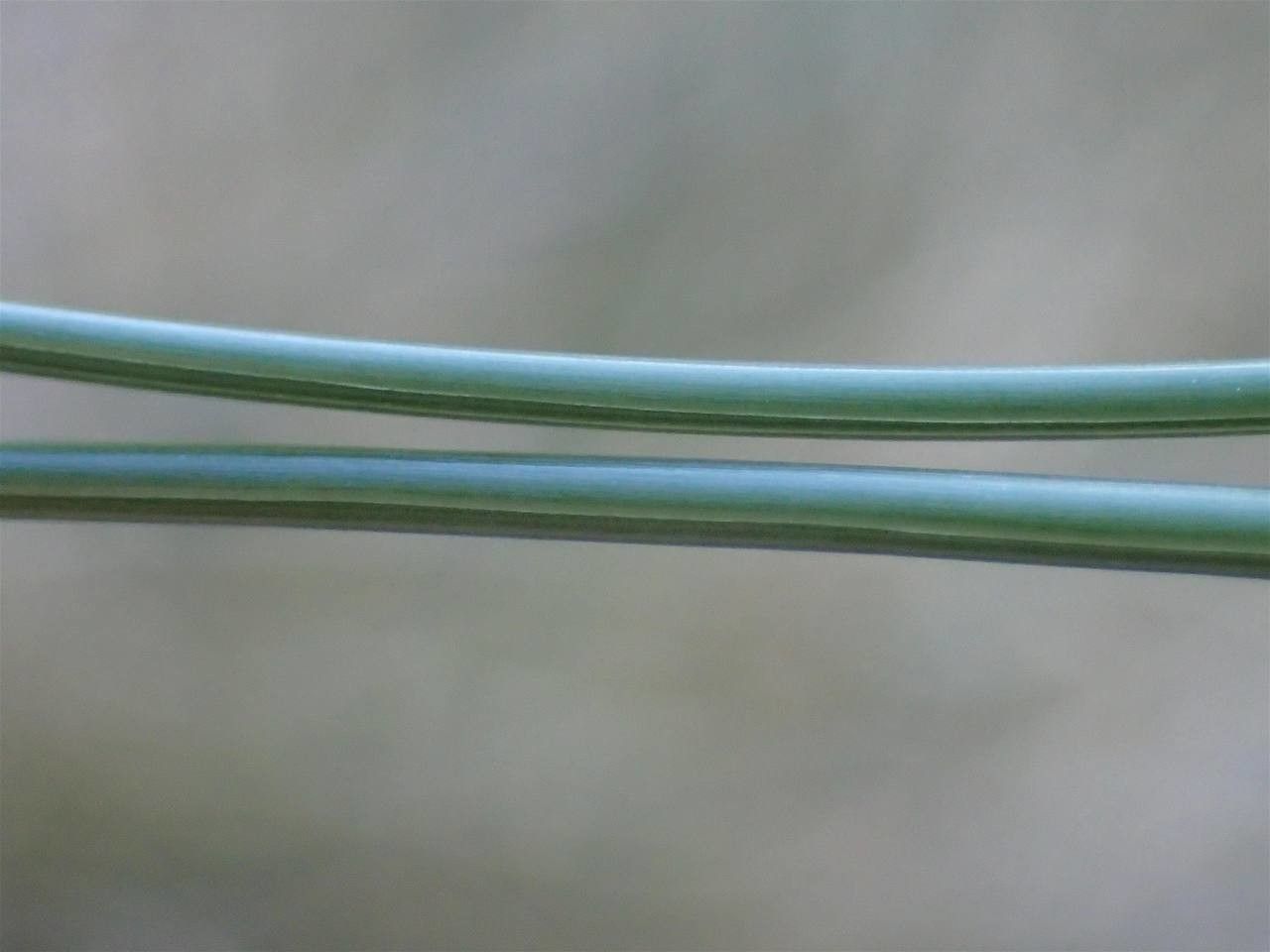 Festuca eskia — search result for 'Festuca'