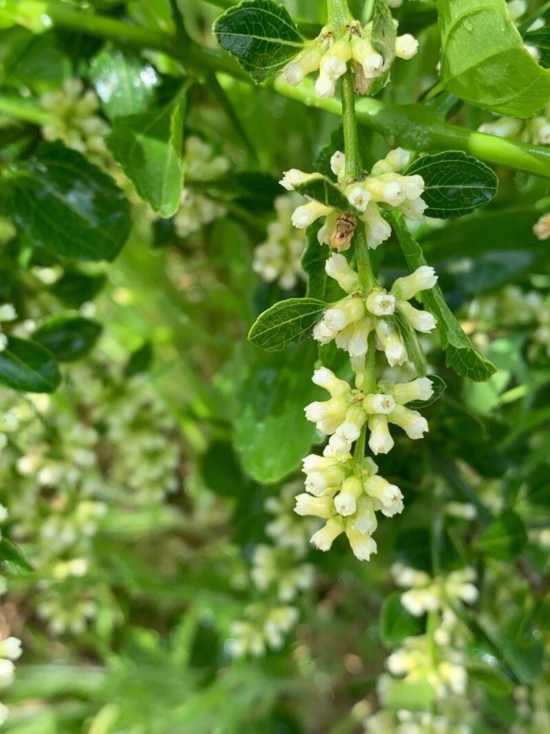 Retanilla trinervia flower