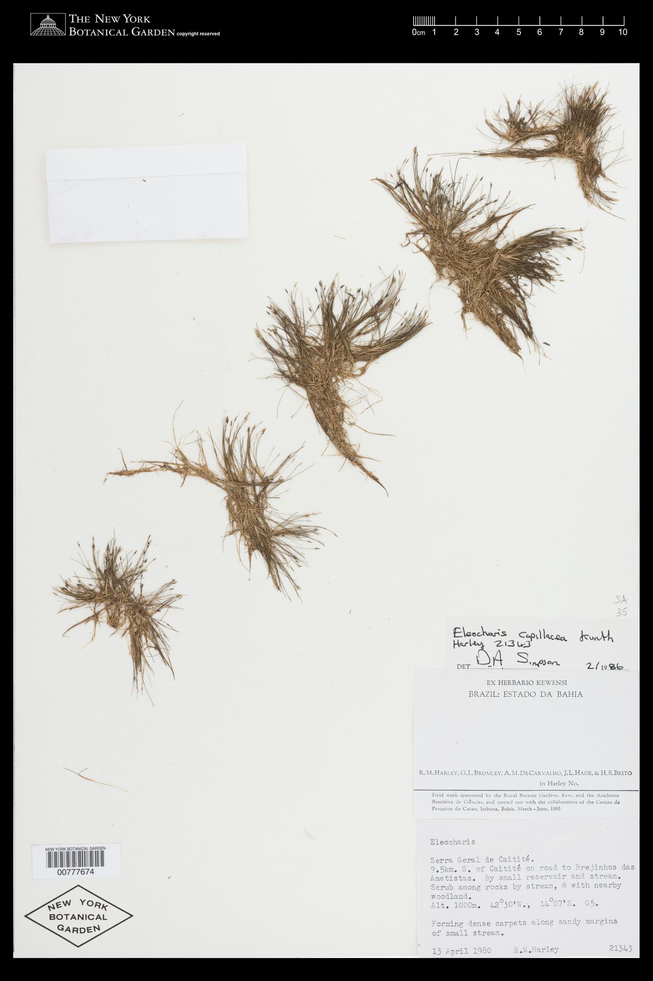 Eleocharis capillacea — search result for 'Eleocharis'