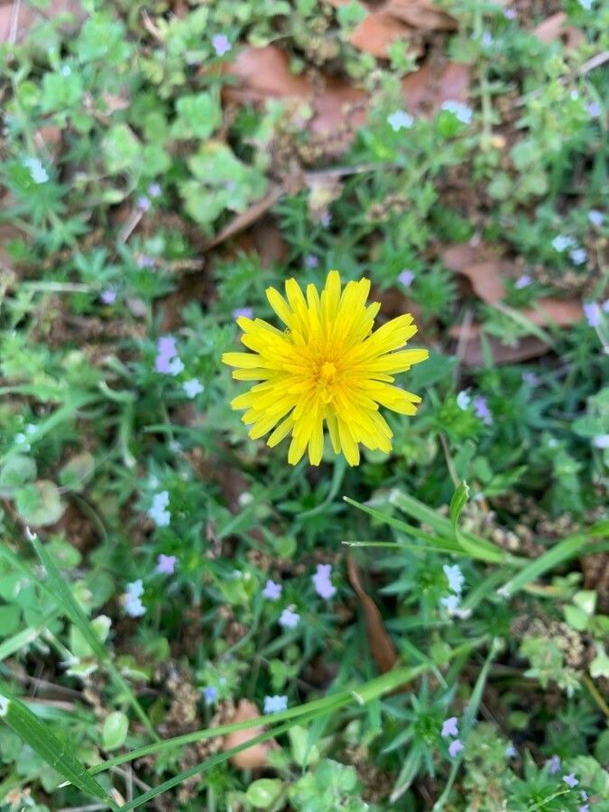 Taraxacum platycarpum — houseplant care guide
