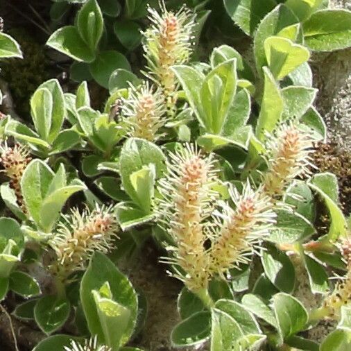Salix pyrenaica flower