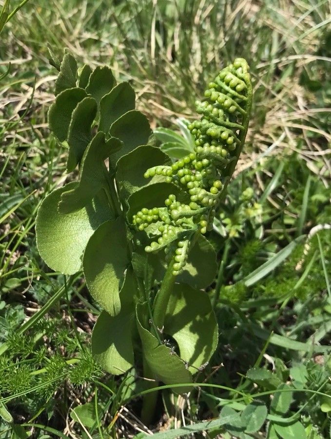 Botrychium lunaria flower
