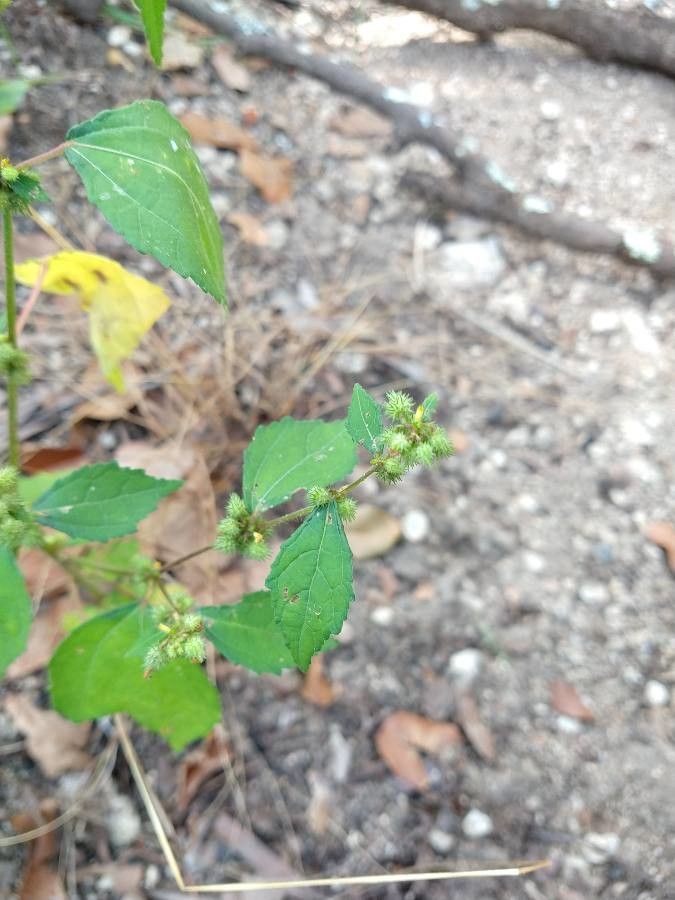 Triumfetta rhomboidea fruit