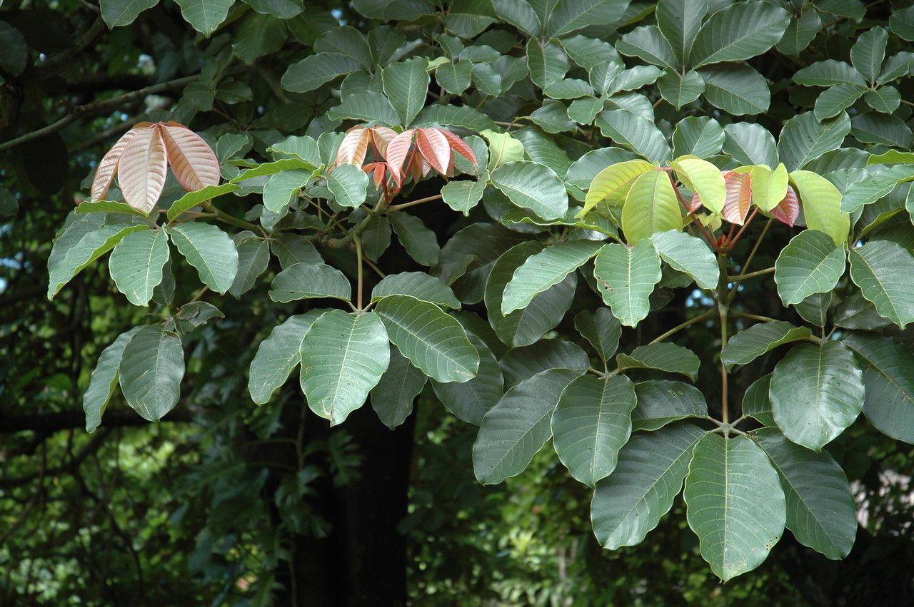 Pseudobombax ellipticum — related species from the same genus