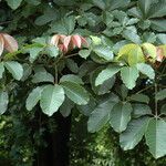 Pseudobombax ellipticum