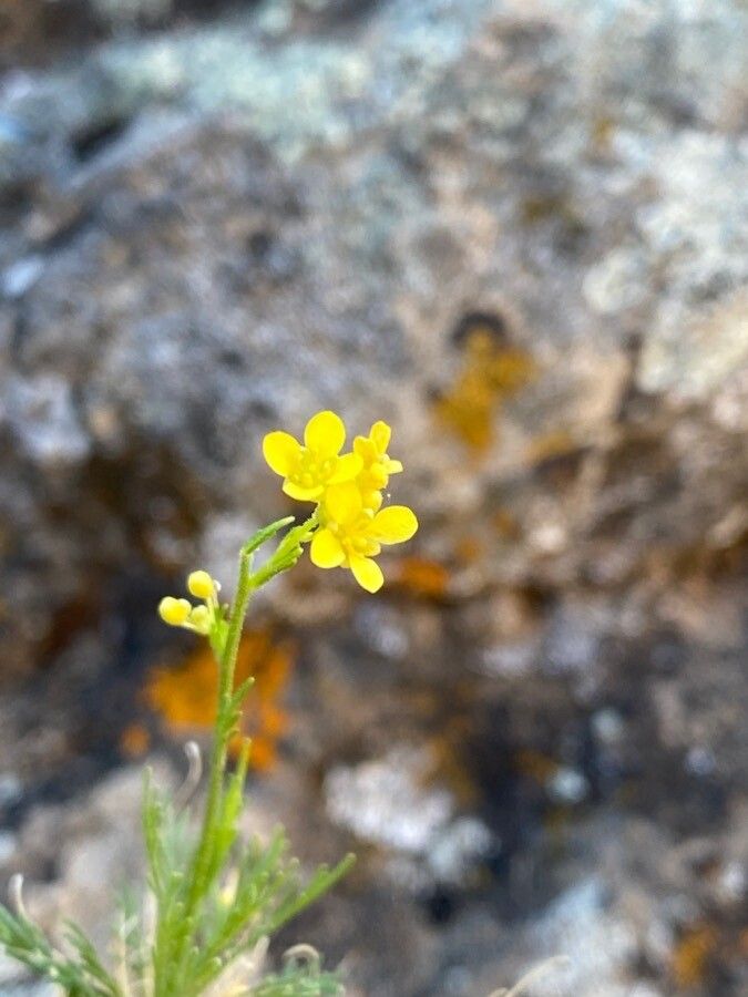 Descurainia preauxiana flower