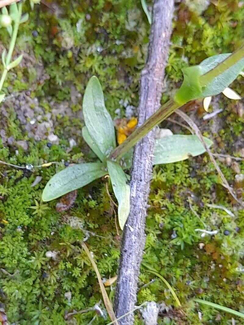 Gentiana olivieri — houseplant care guide