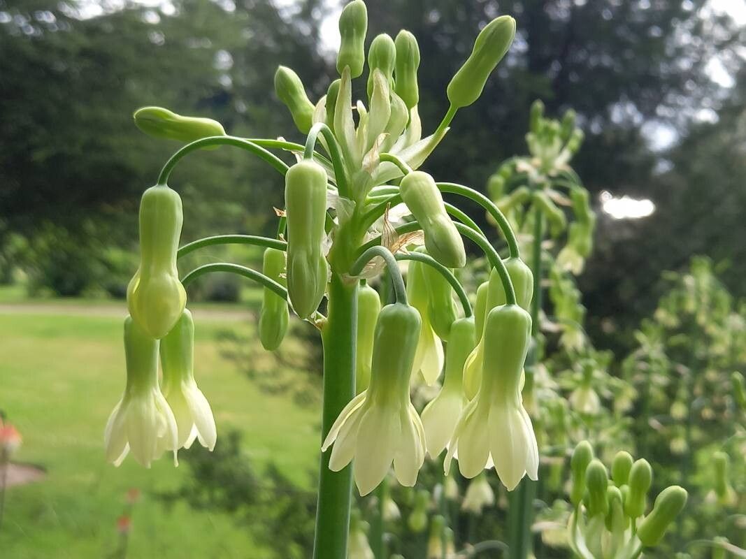Ornithogalum princeps flower