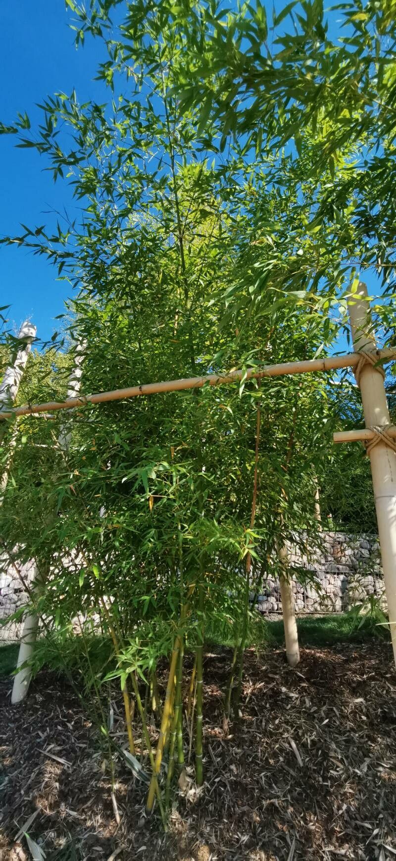 Phyllostachys iridescens habit