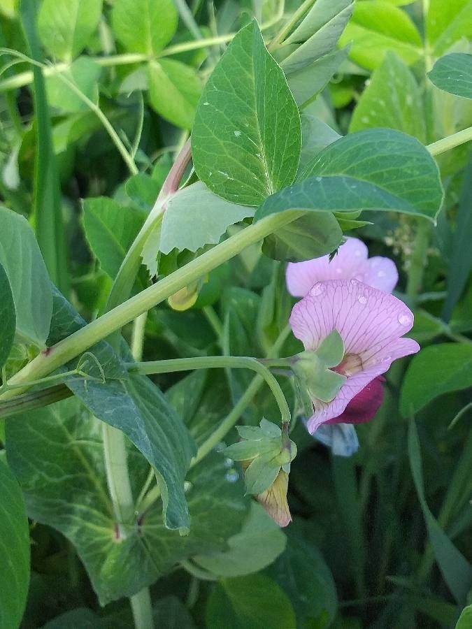 Pisum sativum flower