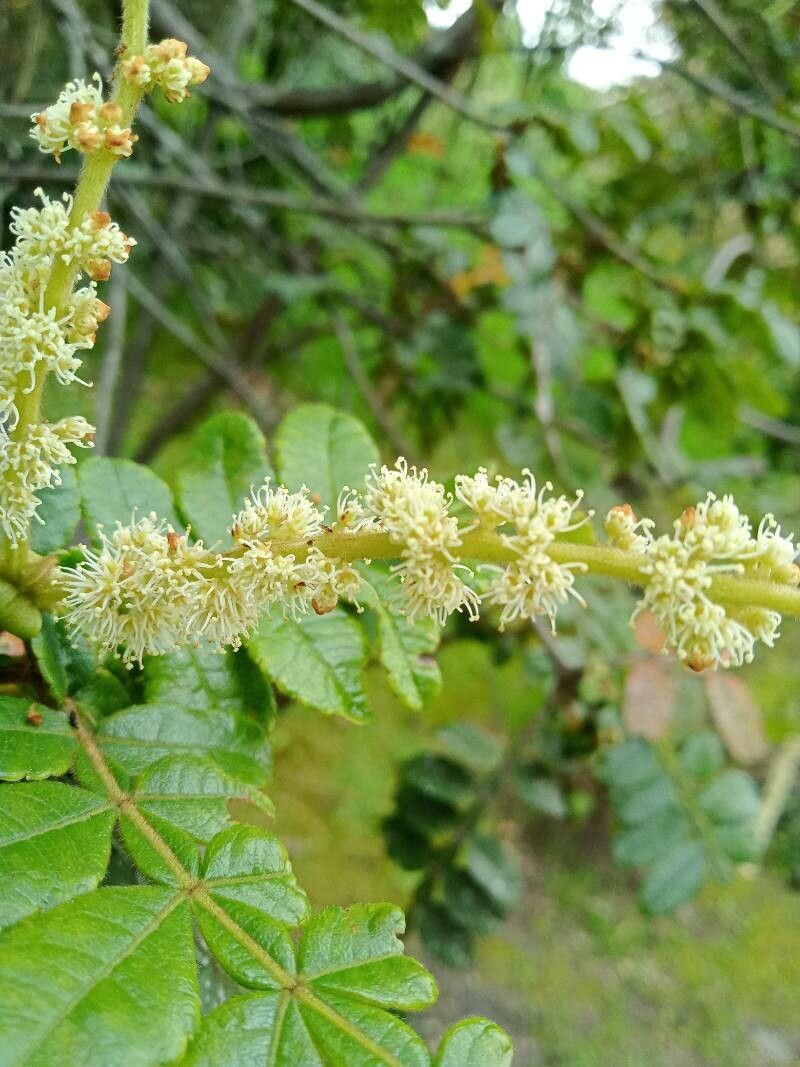 Weinmannia pubescens flower