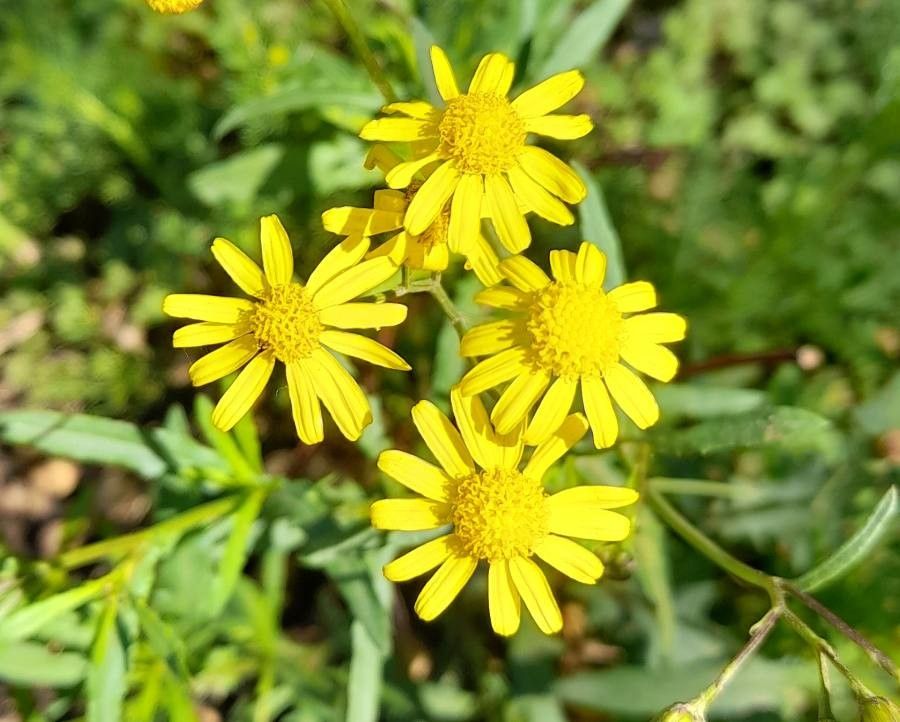 Senecio madagascariensis flower